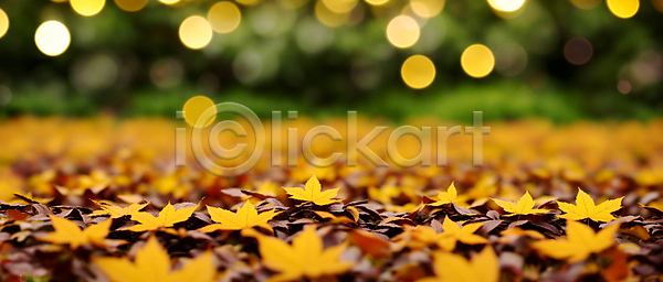 사람없음 JPG 편집이미지 가을(계절) 가을풍경 낙엽 노란색 단풍 백그라운드 보케 블러효과 빛망울 자연