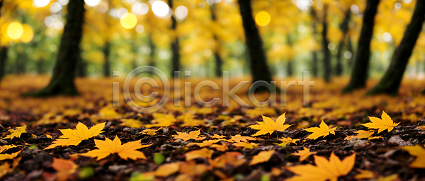 사람없음 JPG 편집이미지 가을(계절) 가을풍경 낙엽 노란색 단풍 단풍나무 백그라운드 보케 블러효과 숲 자연 햇빛