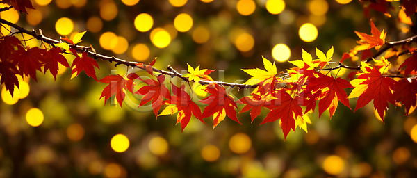 사람없음 JPG 편집이미지 가을(계절) 가을풍경 나뭇가지 단풍 백그라운드 보케 블러효과 빛망울 자연 햇빛
