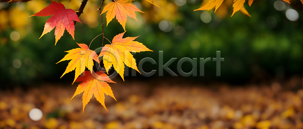 사람없음 JPG 편집이미지 가을(계절) 가을풍경 나뭇가지 노란색 단풍 백그라운드 보케 블러효과 자연
