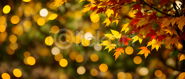 사람없음 JPG 편집이미지 가을(계절) 가을풍경 나뭇가지 노란색 단풍 백그라운드 보케 블러효과 빛망울 자연