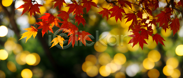 사람없음 JPG 편집이미지 가을(계절) 가을풍경 나뭇가지 단풍 백그라운드 보케 블러효과 빛망울 자연
