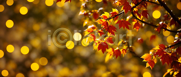 사람없음 JPG 편집이미지 가을(계절) 가을풍경 나뭇가지 노란색 단풍나무 백그라운드 보케 블러효과 빛망울 자연 햇빛