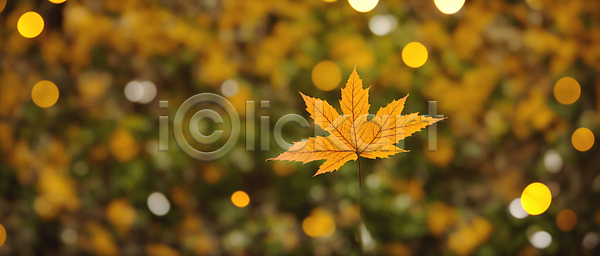 사람없음 JPG 편집이미지 가을(계절) 가을풍경 나뭇가지 노란색 단풍 백그라운드 보케 블러효과 빛망울 자연 햇빛