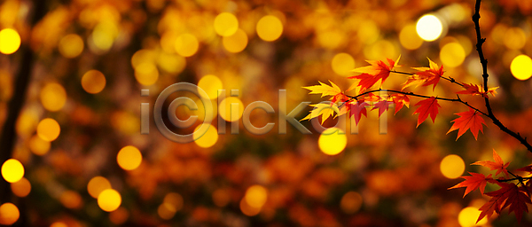 사람없음 JPG 편집이미지 가을(계절) 가을풍경 나뭇가지 단풍 백그라운드 보케 블러효과 빛망울 자연 주황색