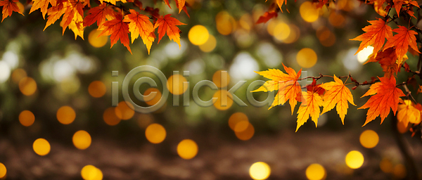 사람없음 JPG 편집이미지 가을(계절) 가을풍경 나뭇가지 단풍 백그라운드 보케 블러효과 빛망울 숲 자연