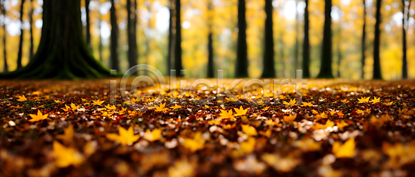 사람없음 JPG 편집이미지 가을(계절) 가을풍경 낙엽 단풍 백그라운드 보케 블러효과 숲 자연 햇빛