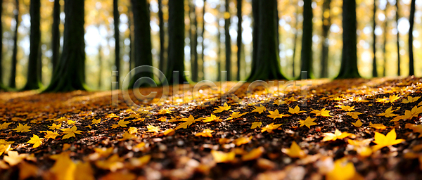 사람없음 JPG 편집이미지 가을(계절) 가을풍경 나무 낙엽 단풍 백그라운드 보케 블러효과 숲 자연 햇빛