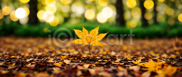 사람없음 JPG 편집이미지 가을(계절) 가을풍경 낙엽 단풍 백그라운드 보케 블러효과 빛망울 자연 햇빛