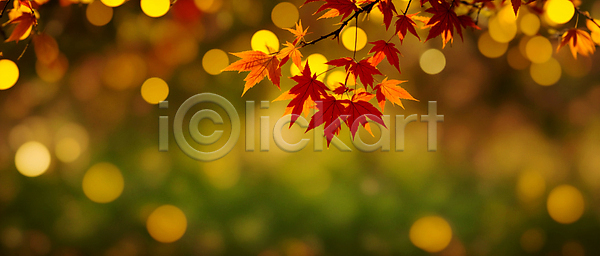 사람없음 JPG 편집이미지 가을(계절) 가을풍경 나뭇가지 단풍 백그라운드 보케 블러효과 빛망울 자연 햇빛