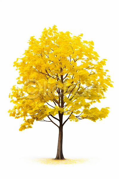 사람없음 JPG 일러스트 노란색 은행나무 은행잎 자연 한그루 환경