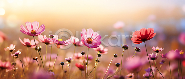 사람없음 JPG 디지털합성 편집이미지 백그라운드 보케 분홍색 자연 코스모스(꽃) 풍경(경치)