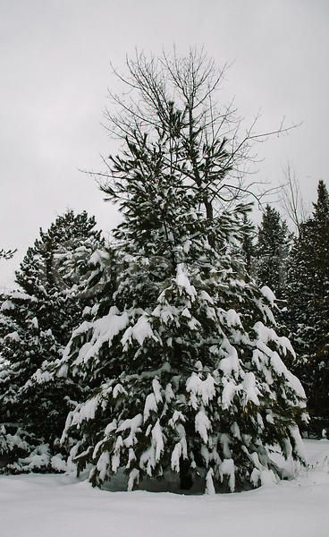 추위 사람없음 JPG 포토 해외이미지 겨울 나무 내추럴 목재 백그라운드 뷰티 서리 숲 야외 자연 침엽수 캐나다 크리스마스 해외202309 흰색