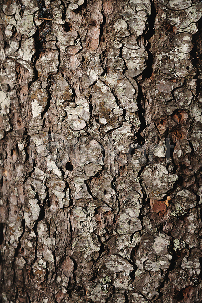 건조 보호 사람없음 JPG 포토 해외이미지 갈색 거친 나무 나무껍질 내추럴 닫기 목재 묘사 백그라운드 벽지 소나무 숲 식물 옛날 유기농 자연 질감 침엽수 패턴 표면 해외202309
