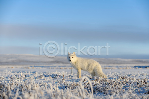 추위 사람없음 JPG 포토 해외이미지 경계 북극 북극여우 설원 야생동물 툰드라지방 한마리 해외202309