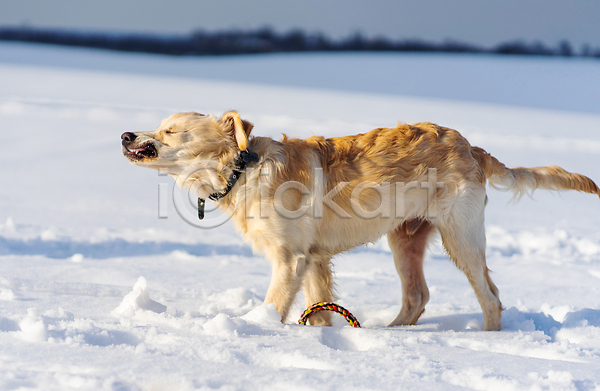 산책 추위 사람없음 JPG 포토 해외이미지 강아지 겨울 골든리트리버 설원 야외 해외202309