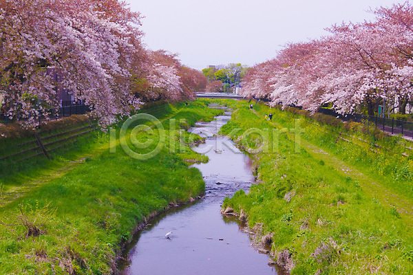 군중 JPG 포토 해외이미지 강 길 다리(건축물) 도쿄 벚꽃 벚나무 봄 풀숲 풍경(경치) 해외202309