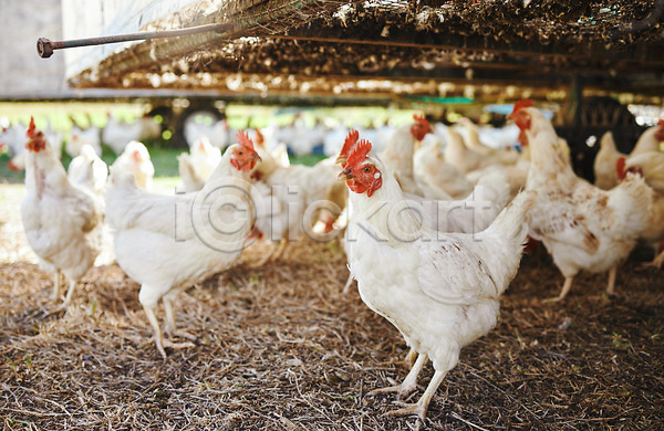 사람없음 JPG 포토 해외이미지 농장 닭 야외 양계장 여러마리 전원생활 주간 축산업 해외202309 흙