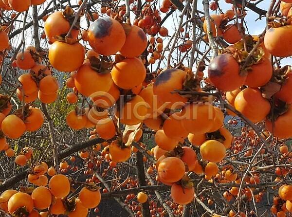 사람없음 JPG 포토 해외이미지 감 과일 귤 꽃 나무 나뭇가지 식물 여의주 오렌지 파란색 풍선 해외202309