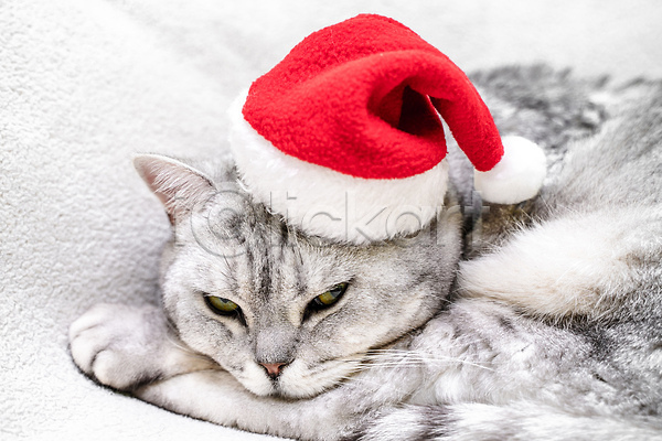 귀여움 졸음 사람없음 JPG 근접촬영 포토 해외이미지 고양이 반려묘 산타모자 스코티쉬스트레이트 한마리 회색