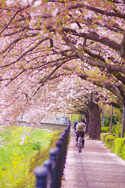 군중 JPG 포토 해외이미지 길 도쿄 벚꽃 벚나무 봄 사이클링 울타리 자전거 풀숲 풍경(경치) 해외202309