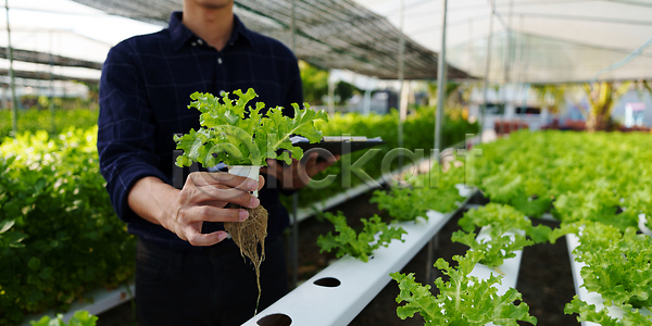 성장 신선 한명 JPG 포토 해외이미지 건강 날것 내추럴 농경지 농부 농사 농업 농작물 농장 물 밭 밭일 백그라운드 산업 상추 샐러드 수경재배 수확 식물 영양분 온실 원예 유기농 음식 잎 자연 정원 줄서기 채소 채식주의자 초록색 해외202309 해외포토 환경