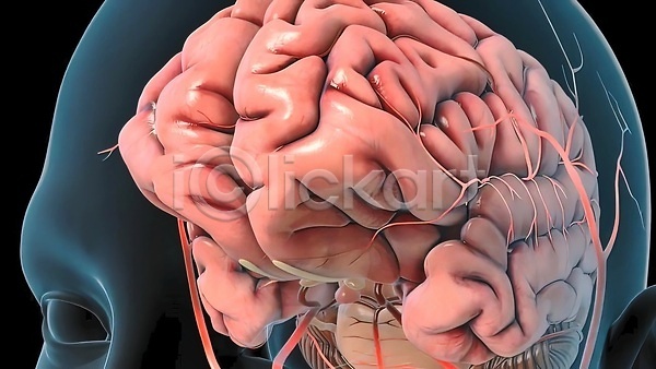사람없음 3D JPG 포토 해외이미지 뇌 생명과학 생물학 신경기관 신경세포 연결 해외202309