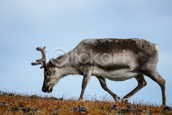 사람없음 JPG 포토 해외이미지 겨울 그린란드 내추럴 노르웨이 동물 백그라운드 북극 북쪽 뿔 사슴 순록 스칸디나비아 알래스카 야생동물 야외 여행 자연 파란색 포유류 핀란드 해외202309 흰색