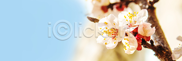 성장 신선 사람없음 JPG 포토 해외이미지 4월 5월 개화 계절 공원 과수원 과일 꽃 꽃무늬 꽃잎 나무 나뭇가지 내추럴 농업 맑음 묘사 백그라운드 벚꽃 봄 분홍색 뷰티 빛 사과 식물 야외 원예 잎 자연 정원 체리 초록색 파란색 하늘 해외202309 해외포토 햇빛 흰색