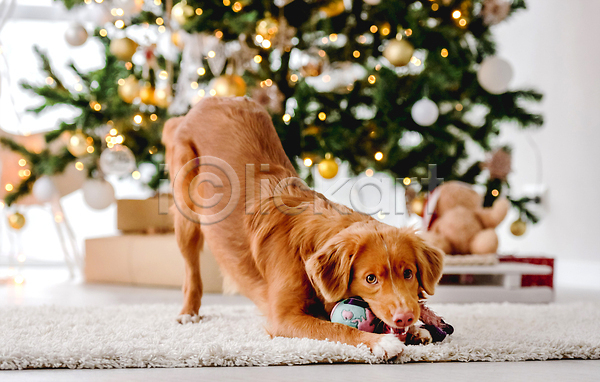 추위 사람없음 JPG 포토 해외이미지 강아지 겨울 리트리버 보케 장난감 장식 카펫 크리스마스 해외202309
