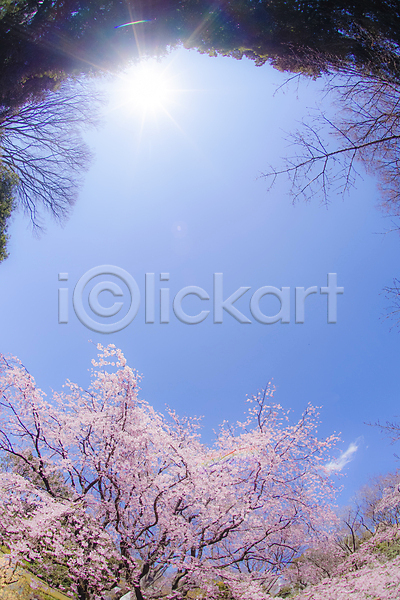 사람없음 JPG 포토 해외이미지 도쿄 벚꽃 벚나무 봄 풍경(경치) 하늘 해외202309 햇빛