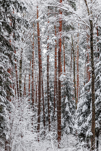 사람없음 JPG 포토 해외이미지 가로수 겨울 길 나무 눈(날씨) 숲 야외 자연 풍경(경치) 해외202309