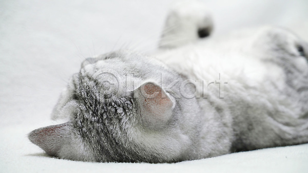 귀여움 사람없음 JPG 근접촬영 포토 해외이미지 고양이 눕기 반려묘 스코티쉬스트레이트 잠 한마리 회색