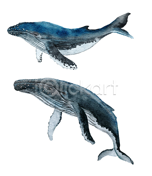 사람없음 JPG 포토 해외이미지 고래 동물 수채화(물감) 해외202309 혹등고래