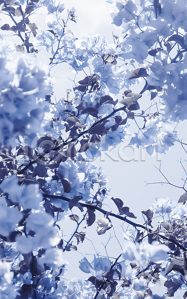 사람없음 JPG 포토 해외이미지 꽃 나뭇가지 나뭇잎 백그라운드 파란색 해외202309