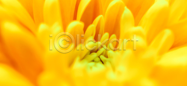 부드러움 선택 성장 신선 사람없음 JPG 포토 해외이미지 갈색 개화 계절 국화 꽃 꽃무늬 꽃잎 내추럴 노란색 데이지 디자인 백그라운드 벚꽃 복고 봄 뷰티 빛 수확 식물 신용카드 오렌지 자연 질감 추상 컨셉 컬러 해외202309 해외포토 환경 휴가