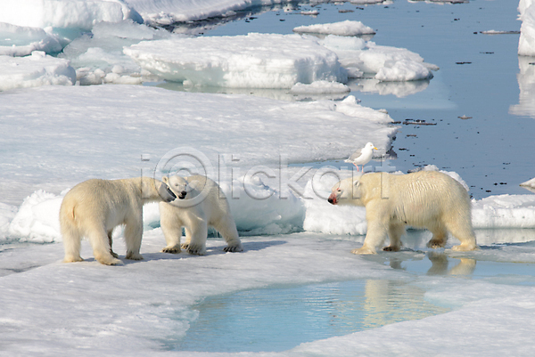 추위 사람없음 JPG 포토 해외이미지 겨울 눈(날씨) 먹이사냥 북극 북극곰 빙하 야생동물 여러마리 조류 해외202309 흰색