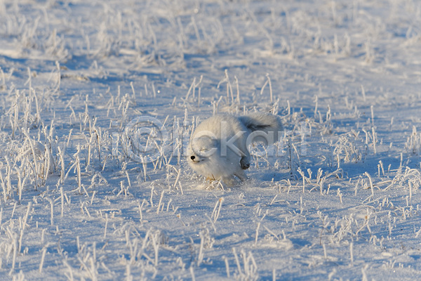 추위 사람없음 JPG 포토 해외이미지 북극 북극여우 설원 야생동물 툰드라지방 한마리 해외202309