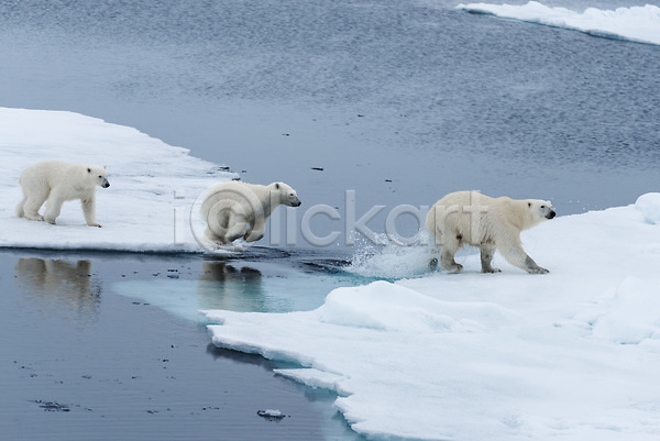 추위 사람없음 JPG 포토 해외이미지 건너기 걷기 겨울 눈(날씨) 북극 북극곰 빙하 세마리 야생동물 해외202309 흰색