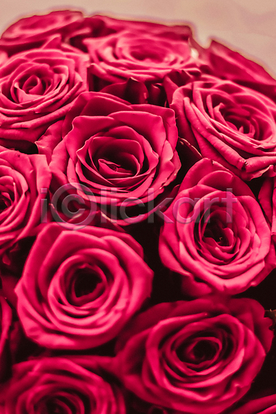로맨틱 사람없음 JPG 근접촬영 포토 해외이미지 꽃다발 분홍색 장미 해외202309