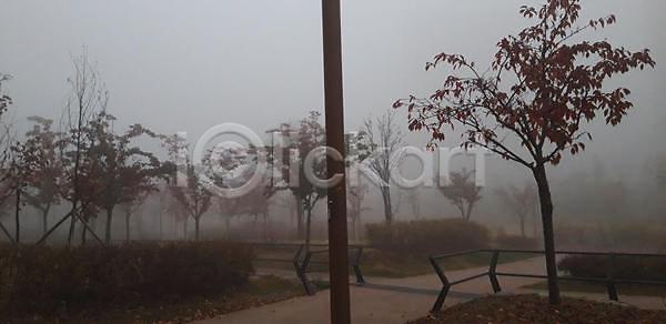 분위기 사람없음 JPG 포토 해외이미지 나무 나뭇가지 식물 아침 안개 자연 하늘 해외202309 해외포토
