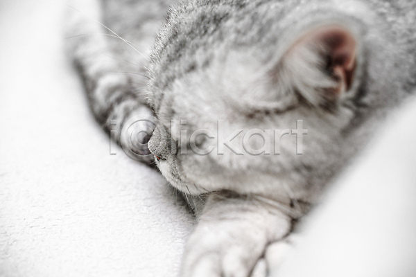 귀여움 사람없음 JPG 근접촬영 포토 해외이미지 고양이 반려묘 스코티쉬스트레이트 잠 한마리 회색