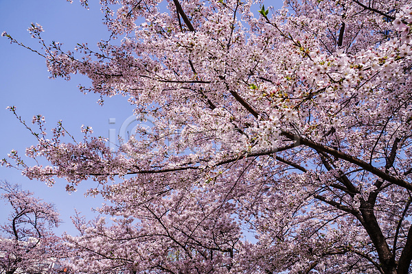 사람없음 JPG 포토 해외이미지 도쿄 벚꽃 벚나무 봄 풍경(경치) 하늘 해외202309