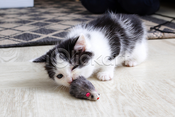 귀여움 사람없음 JPG 포토 해외이미지 고양이 놀기 눕기 반려동물 새끼 안락 장난감 쥐모양 카펫 해외202309