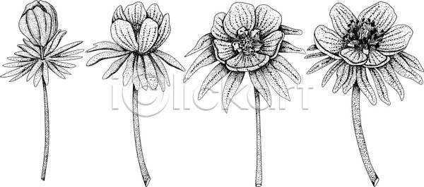 EPS 일러스트 템플릿 해외이미지 검은색 고립 그래픽 그림 꽃 꽃다발 꽃무늬 낙서 내추럴 미술 벡터 봄 뷰티 선 세트 손 수집 수확 스케치 식물 신용카드 심볼 엘리먼트 인쇄 잎 자연 장식 정원 초대 해외202309 해외일러스트 흰색