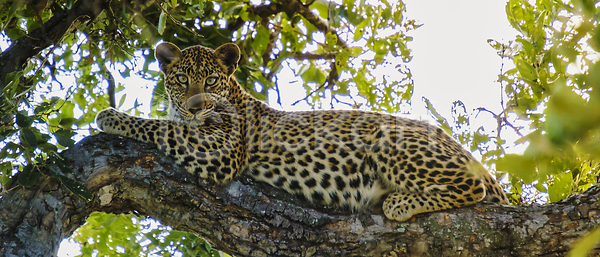 보호 위험 사람없음 JPG 포토 해외이미지 게임 고양이 국립공원 나무 남아프리카 남쪽 내추럴 동물 보츠와나 보호구역 사냥꾼 사바나 사파리 아프리카 야생동물 야외 여행 육식동물 응시 자연 크루거 큼 포유류 표범 해외202309 해외포토 황무지