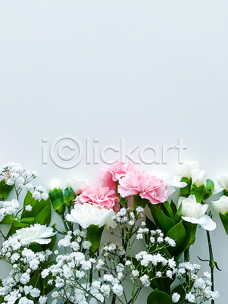 사람없음 JPG 포토 해외이미지 꽃 봄 잎 카피스페이스 해외202309 흰배경
