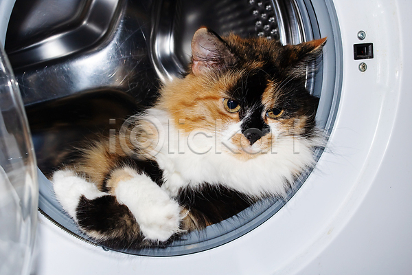 귀여움 사람없음 JPG 포토 해외이미지 고양이 눕기 반려동물 세탁기 안락 응시 해외202309