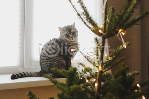 분위기 사람없음 JPG 포토 해외이미지 겨울 고양이 반려묘 보케 앉기 응시 전구 창문 커튼 크리스마스 크리스마스트리 한마리