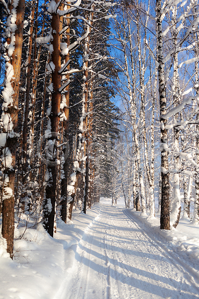 사람없음 JPG 포토 해외이미지 가로수 겨울 길 나무 눈(날씨) 숲 야외 자연 풍경(경치) 해외202309